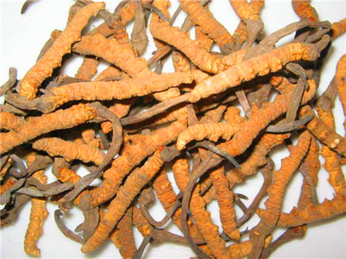 回收冬蟲夏草價格